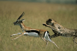 cheeta chasing down gazelle